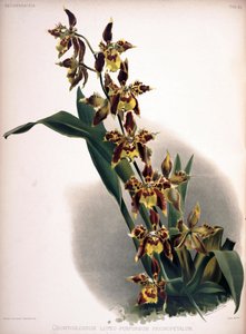 Odontoglossum Luteopurpureum by London H. Sotheran and Co.